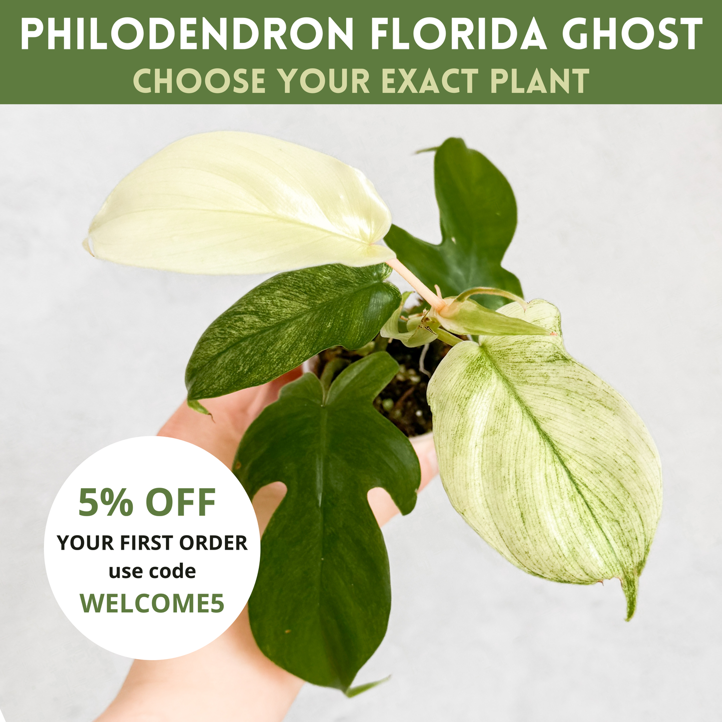 Philodendron Florida Ghost | rare house plants, rare plants, rare aroids cuttings, rare plant cuttings uk, variegated plant cuttings uk