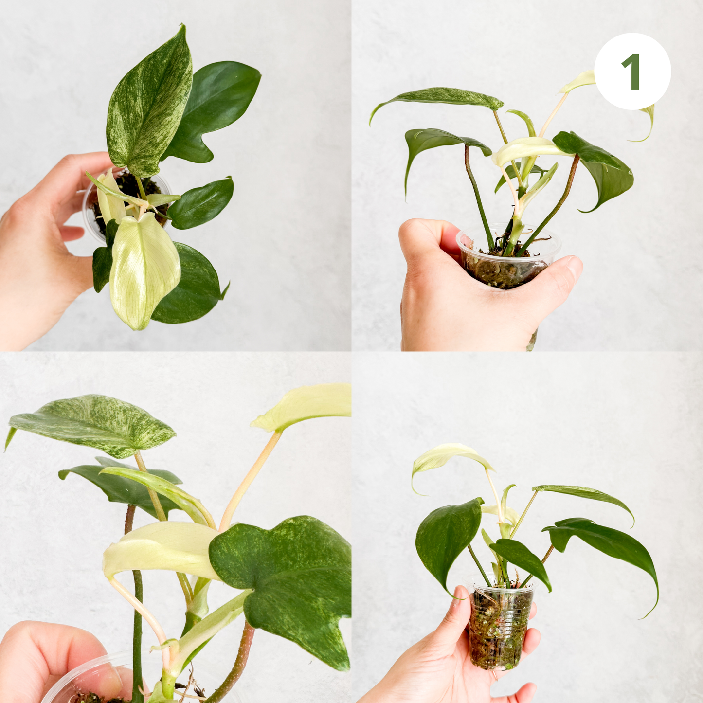 Philodendron Florida Ghost | rare house plants, rare plants, rare aroids cuttings, rare plant cuttings uk, variegated plant cuttings uk