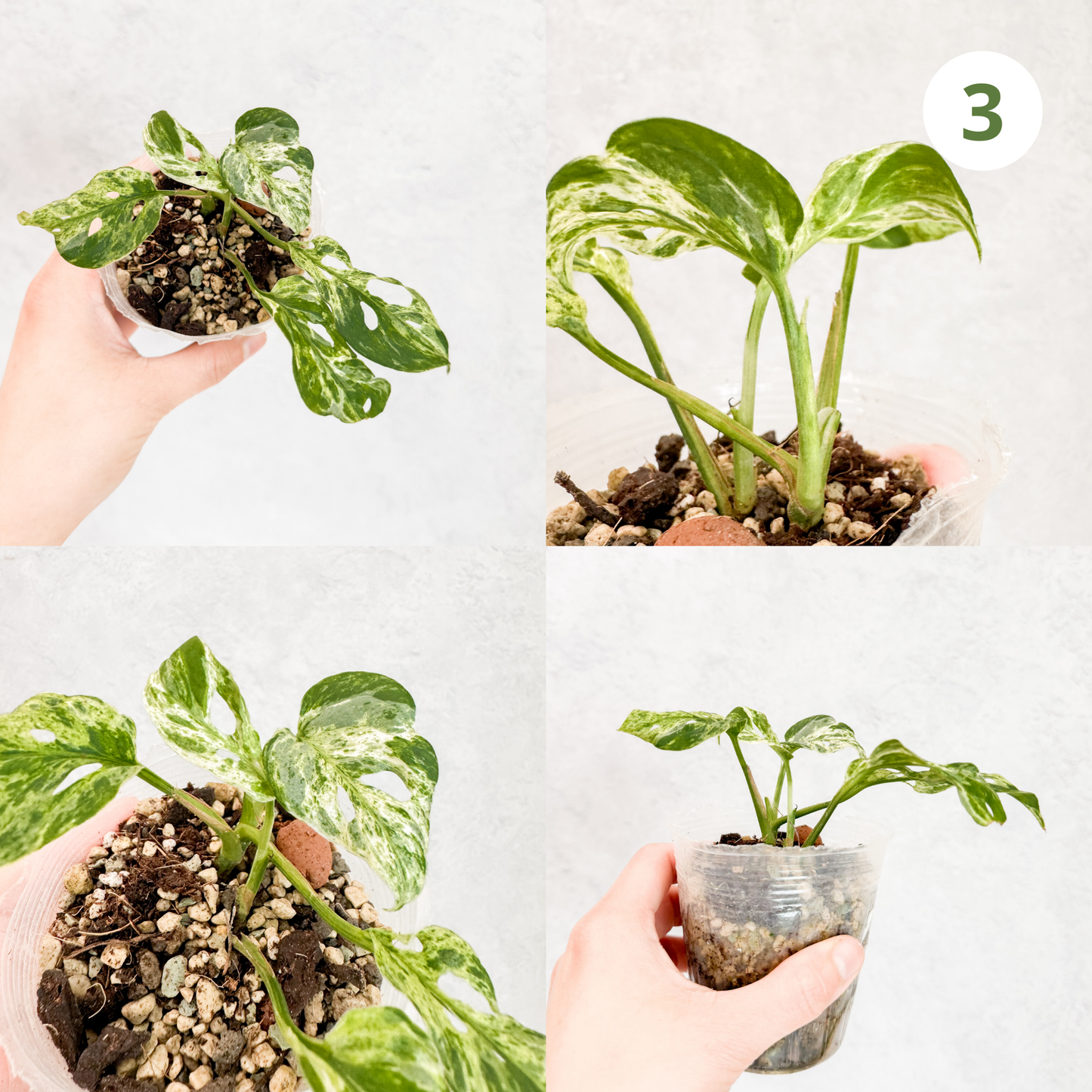 Monstera Adansonii Frozen Freckles | rare variegated houseplant, rooted monstera cutting, high variegation house plants live, slo plants