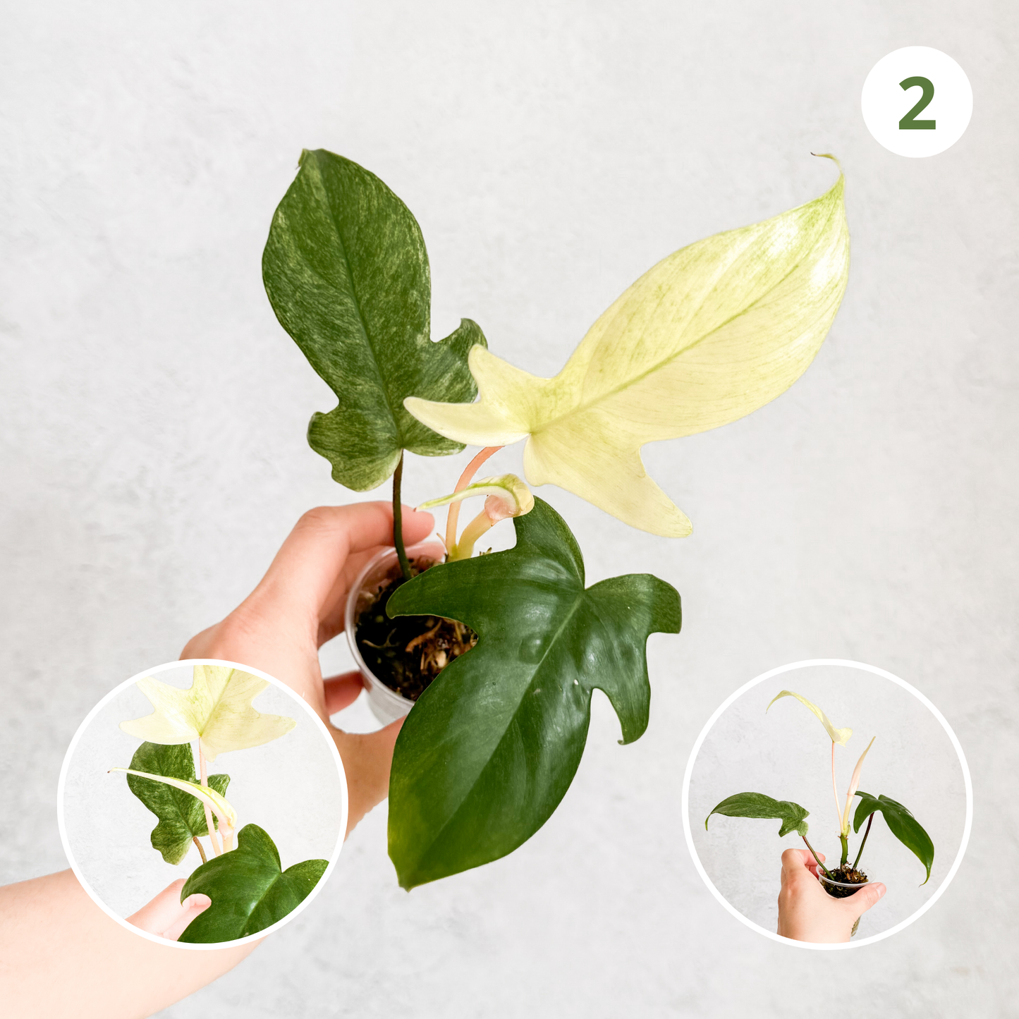 Philodendron Florida Ghost | rare house plants, rare plants, rare aroids cuttings, rare plant cuttings uk, variegated plant cuttings uk