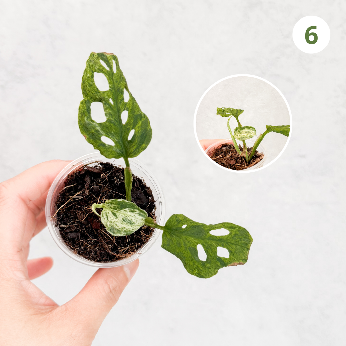 Monstera Adansonii Frozen Freckles | rare variegated houseplant, rooted monstera cutting, high variegation house plants live, slo plants