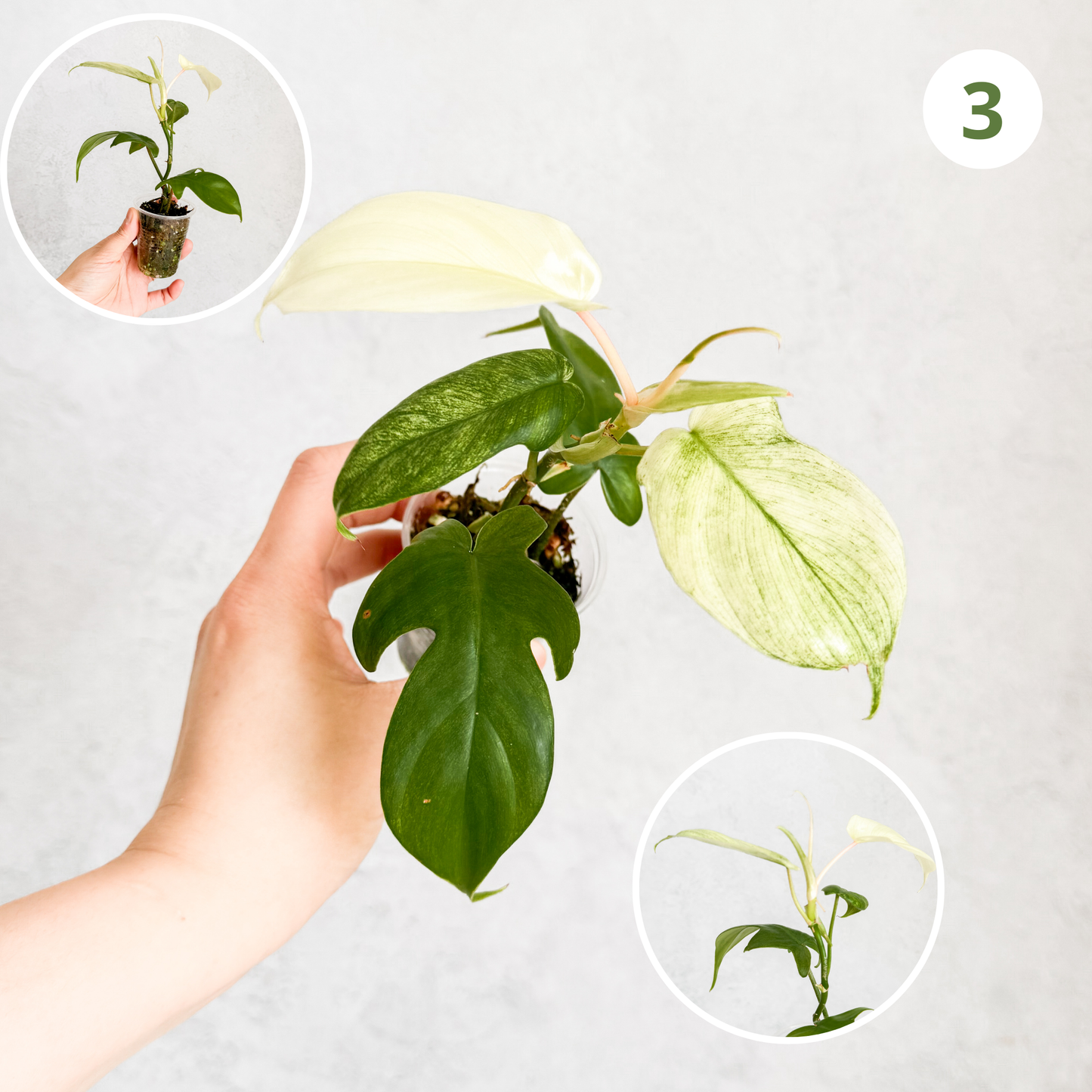 Philodendron Florida Ghost | rare house plants, rare plants, rare aroids cuttings, rare plant cuttings uk, variegated plant cuttings uk