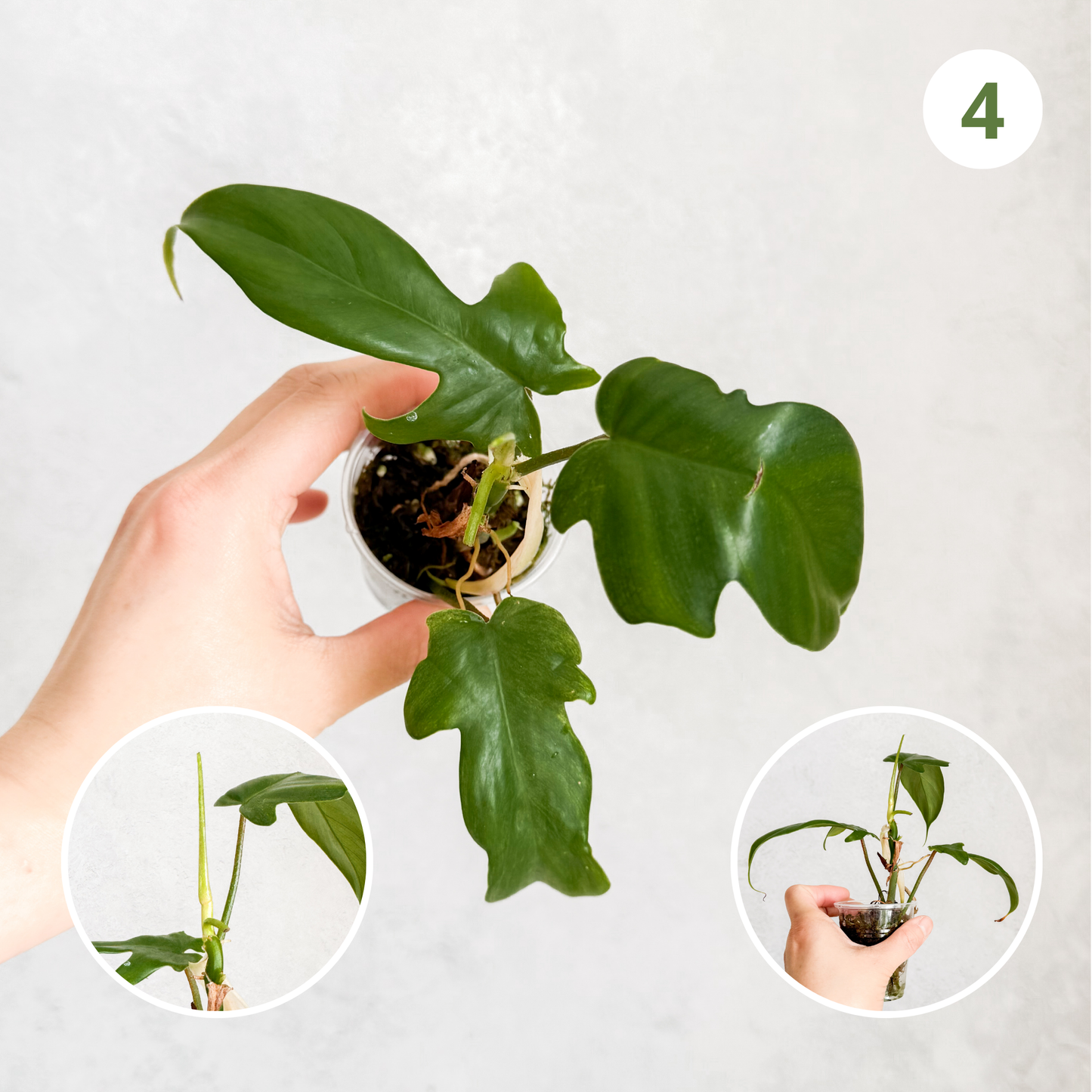 Philodendron Florida Ghost | rare house plants, rare plants, rare aroids cuttings, rare plant cuttings uk, variegated plant cuttings uk