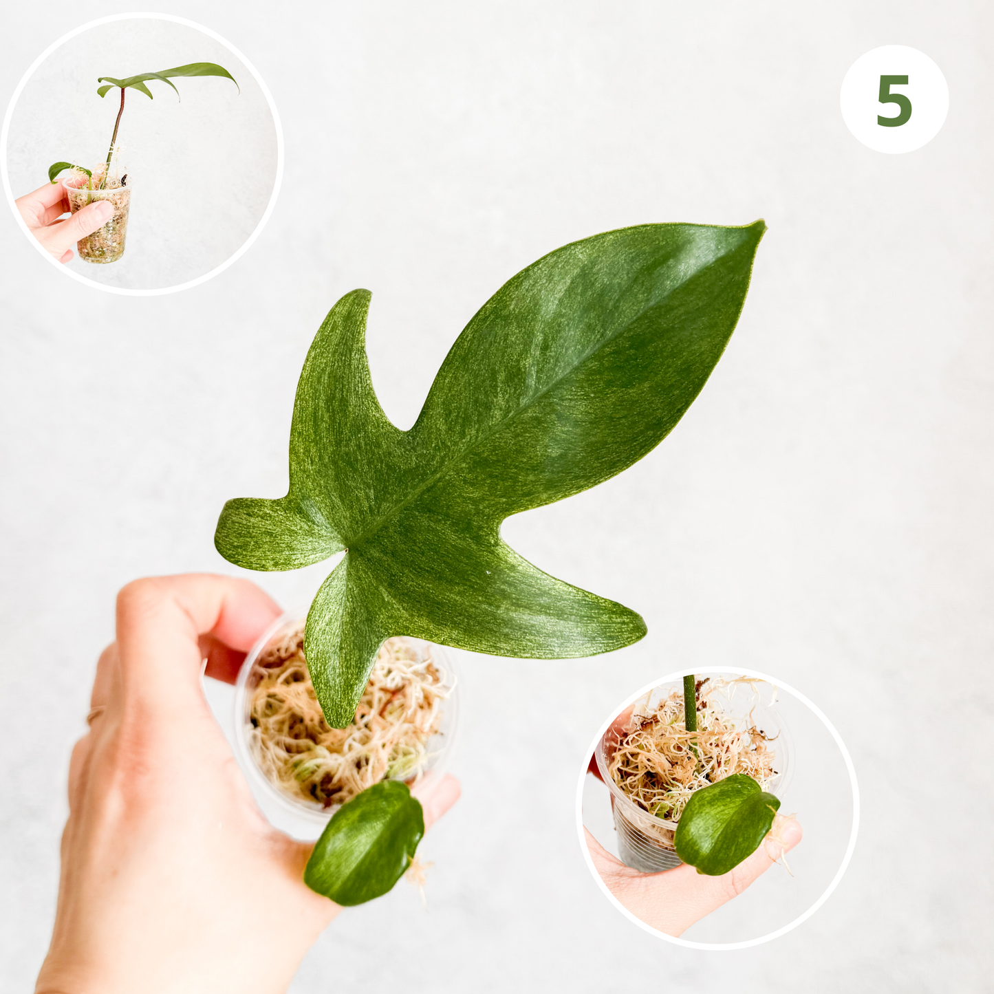 Philodendron Florida Ghost | rare house plants, rare plants, rare aroids cuttings, rare plant cuttings uk, variegated plant cuttings uk