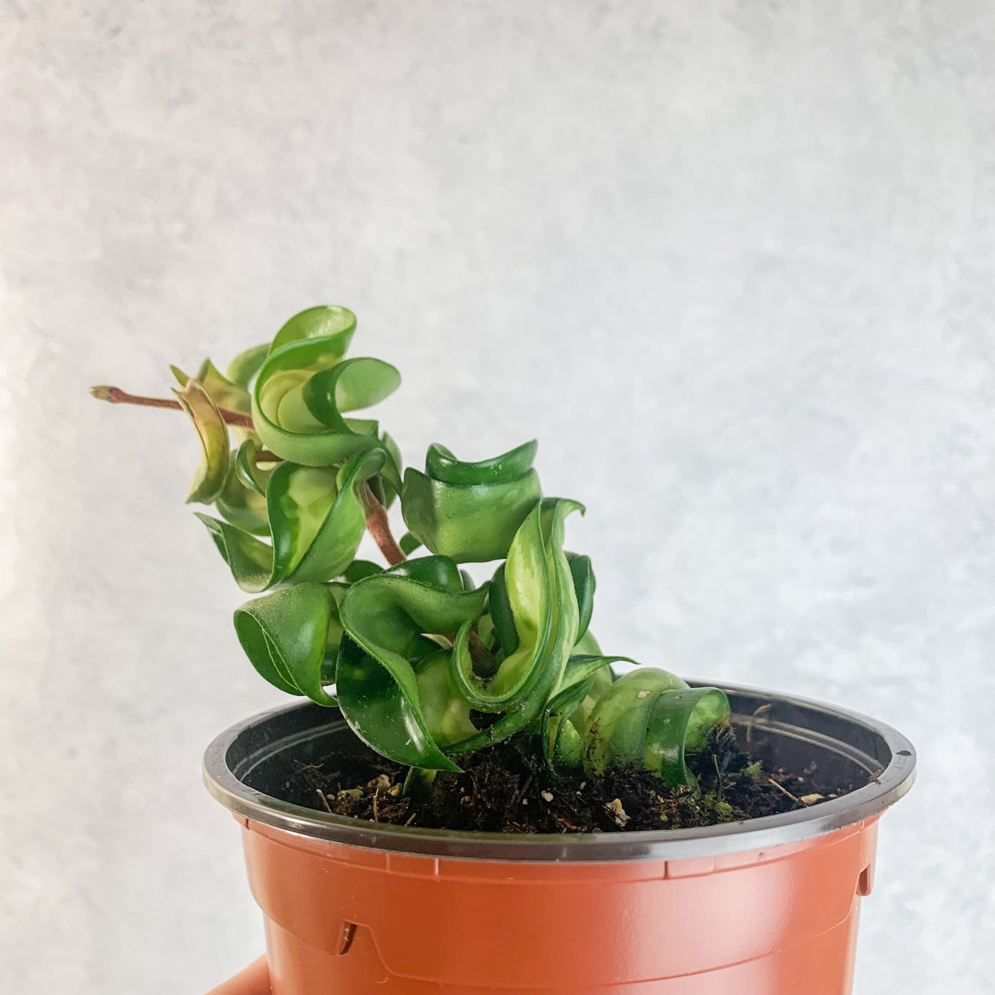 Variegated Hoya Compacta Mauna Loa | rare variegated house plants, rare houseplants, hoya compacta variegata, hoya carnosa hindu rope plant