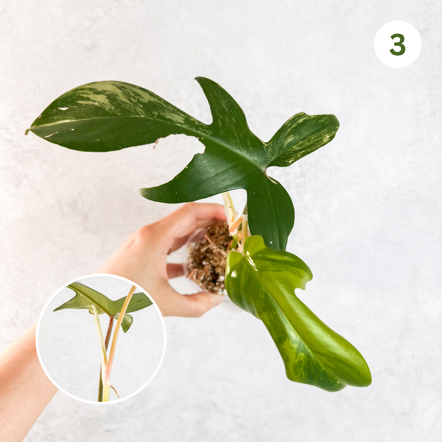 Philodendron Florida Beauty | rare house plants, rare aroid plant cuttings, rare plant cuttings uk, variegated plant cuttings uk, sloplants