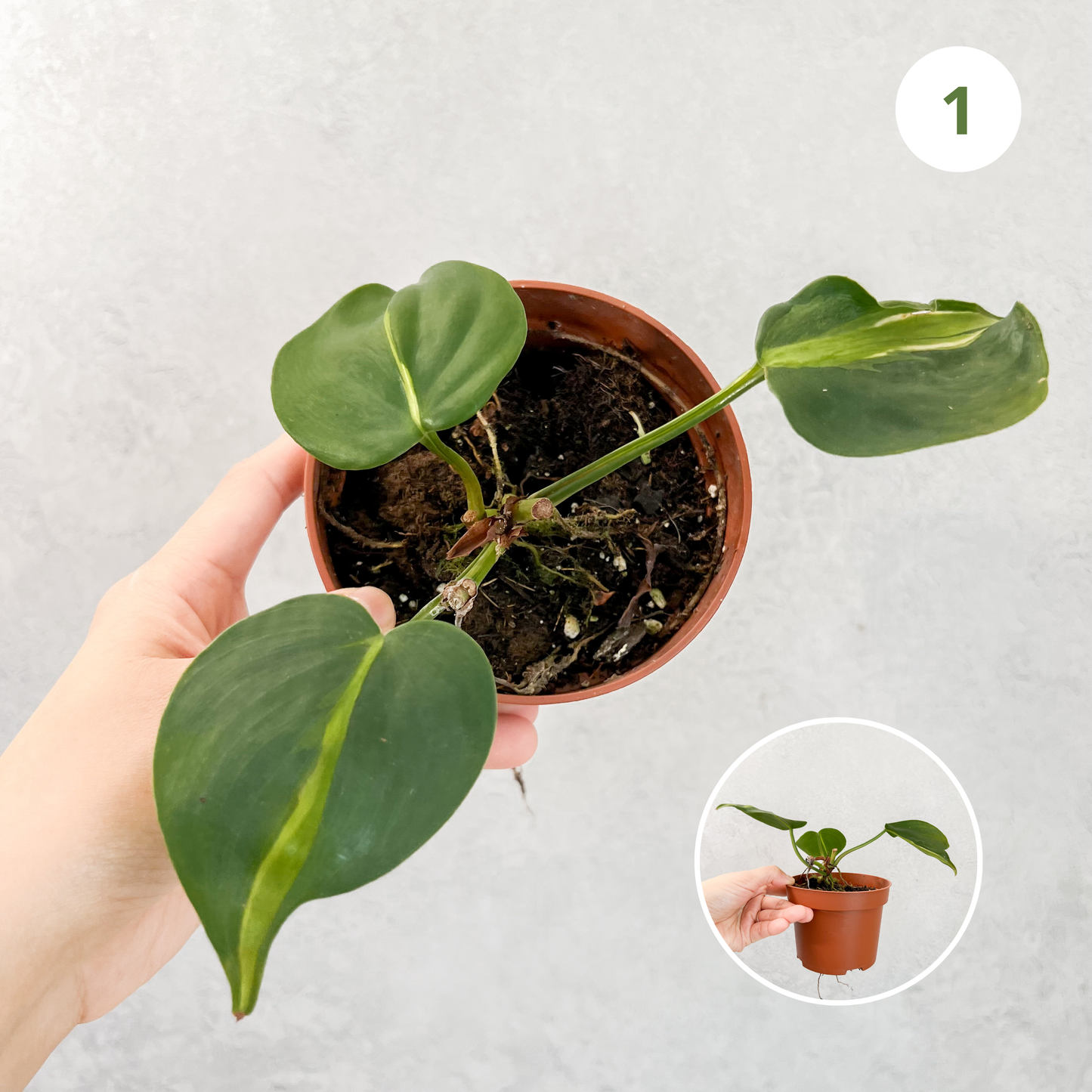 Philodendron Hederaceum Cream Splash | rare house plant cutting, rare variegated houseplant, plant cuttings uk, rare house plants uk