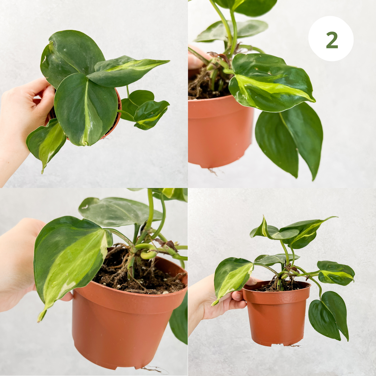 Philodendron Hederaceum Cream Splash | rare house plant cutting, rare variegated houseplant, plant cuttings uk, rare house plants uk