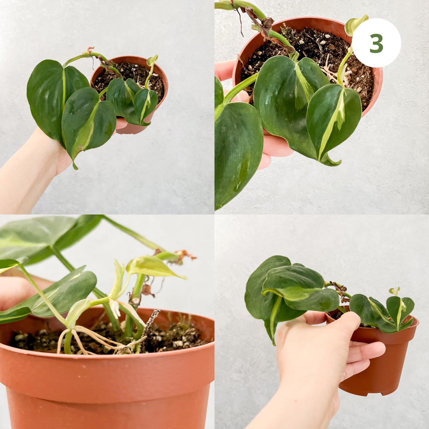 Philodendron Hederaceum Cream Splash | rare house plant cutting, rare variegated houseplant, plant cuttings uk, rare house plants uk