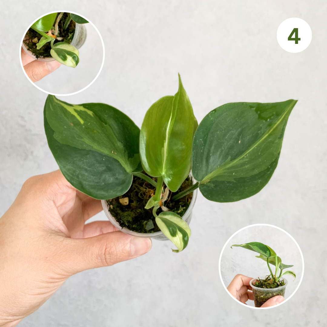 Philodendron Hederaceum  Rio | rare houseplant, variegated plant, rare philodendron, rare plants, plant cuttings, variegated cuttings