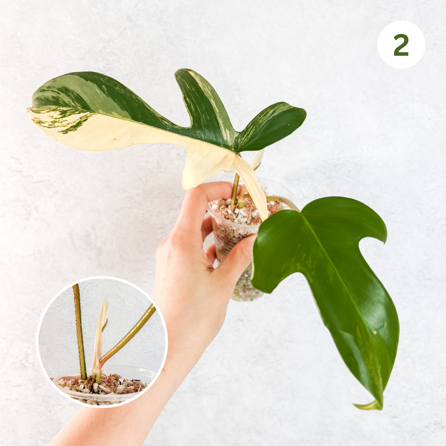 Philodendron Florida Beauty | rare house plants, rare aroid plant cuttings, rare plant cuttings uk, variegated plant cuttings uk, sloplants