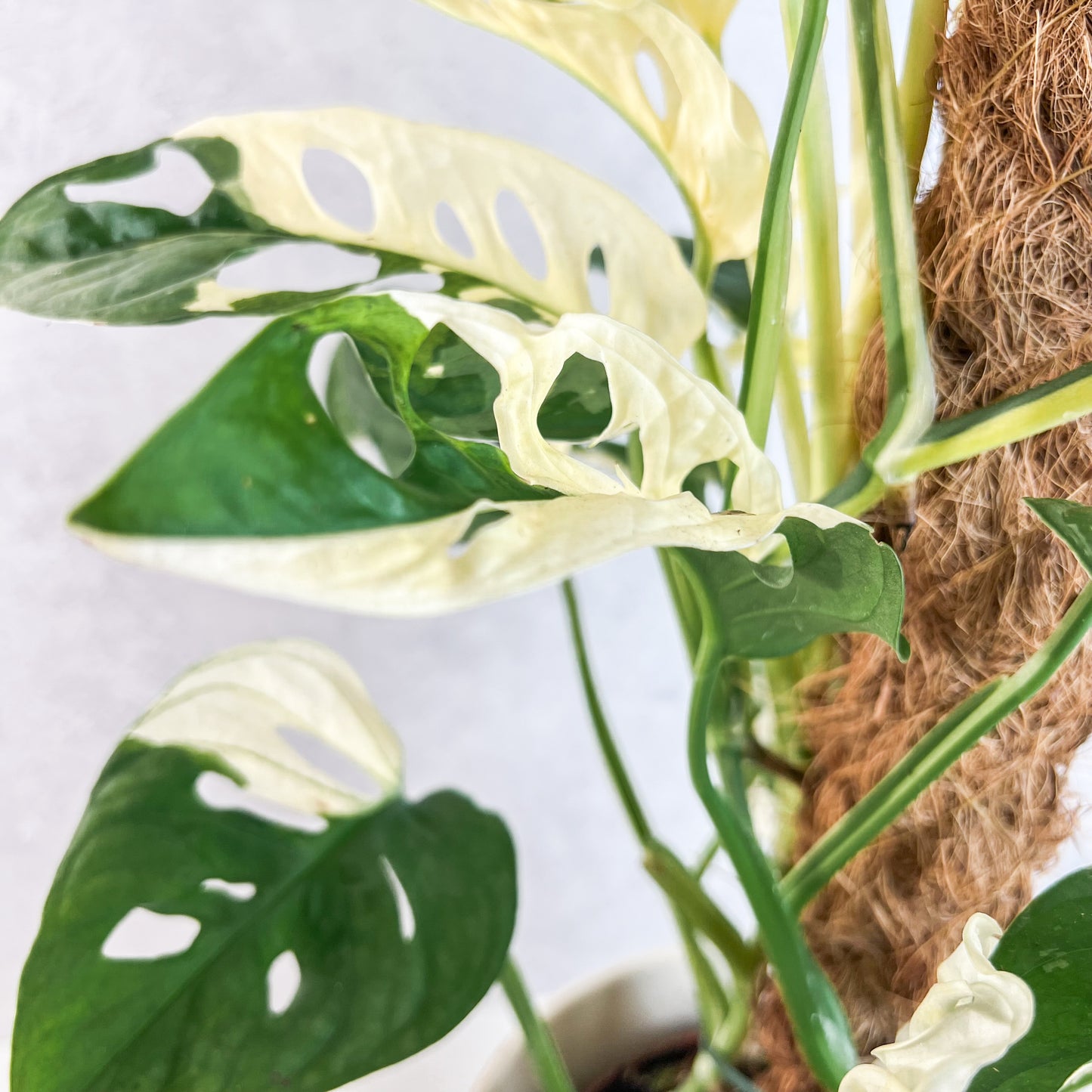 Monstera Adansonii Albo Variegata | rare variegated houseplant, rooted monstera albo cutting, high variegation house plants live, slo plants