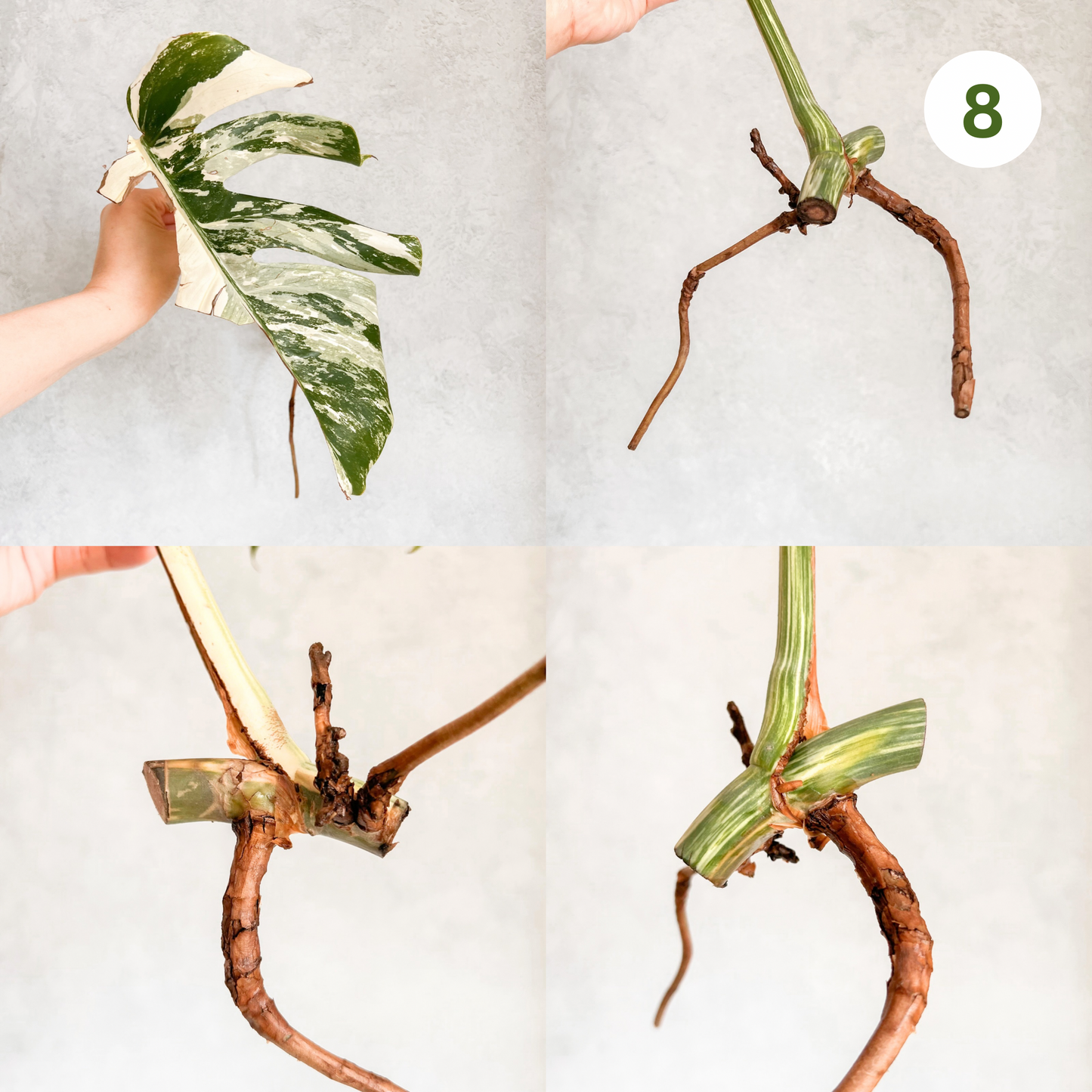 Variegated Monstera Albo | rare variegated Monstera Deliciosa cuttings, highly variegated Monstera Albo cuttingk