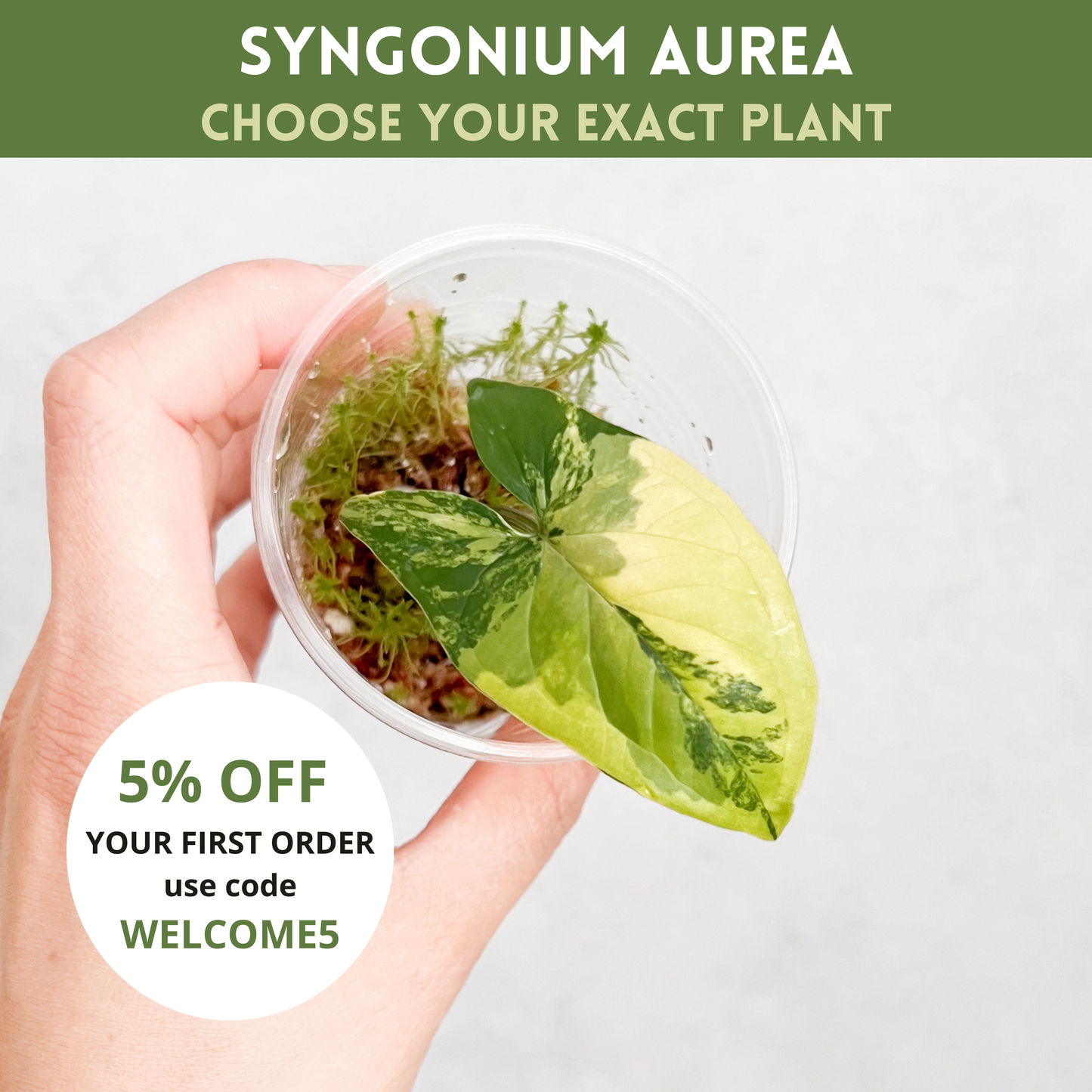 Syngonium Aurea Variegata Cutting | rare house plants, syngonium cutting, rare plant cuttings, variegated plants, sloplants, rare houseplant