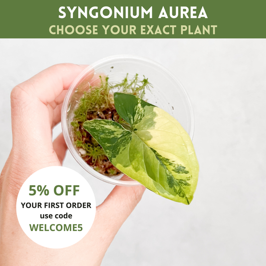 Syngonium Aurea Variegata Cutting | rare house plants, syngonium cutting, rare plant cuttings, variegated plants, sloplants, rare houseplant