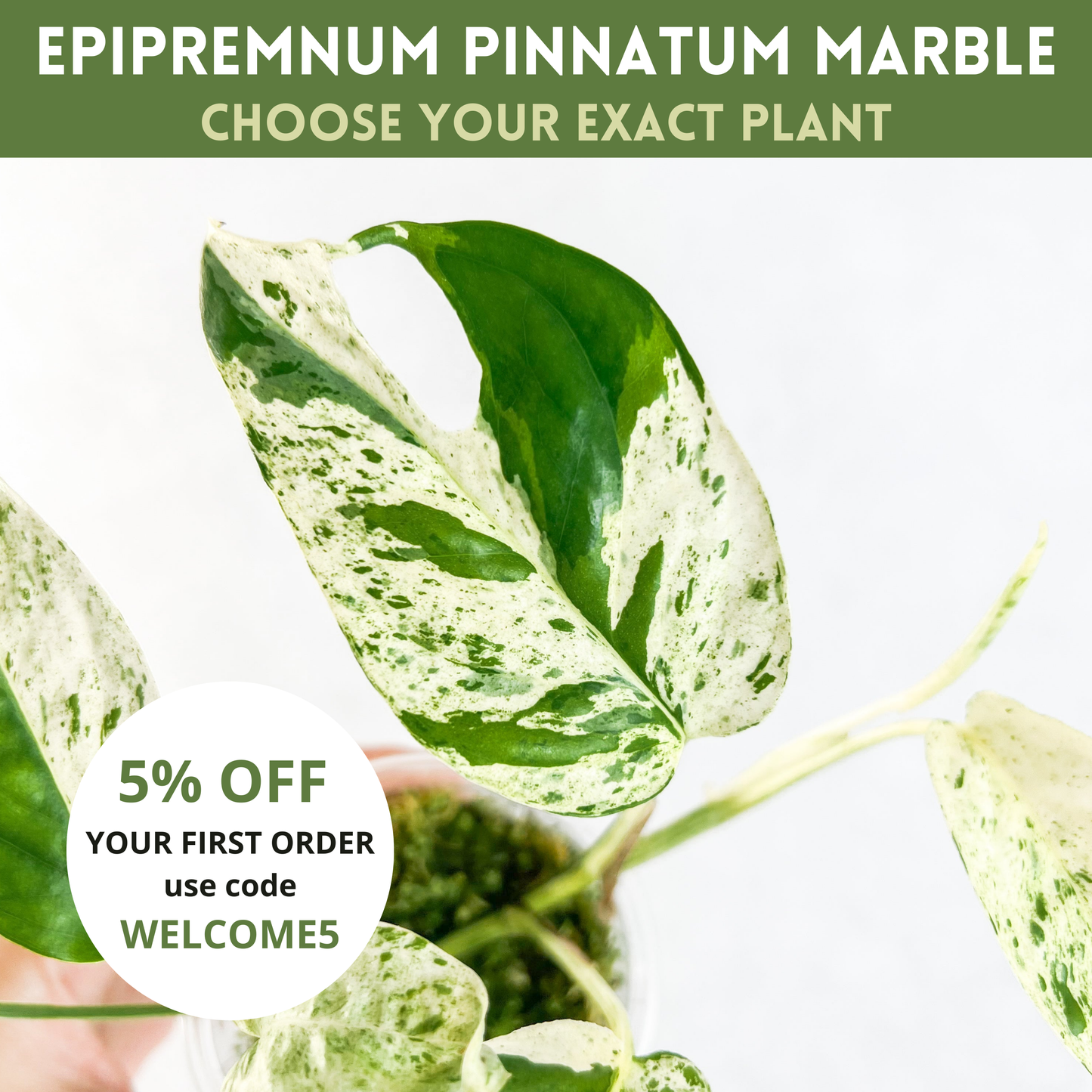 Epipremnum Pinnatum Marble Variegated | rare plants, variegated plants, rare plant cutting, variegated cuttings, sloplants, rare houseplants