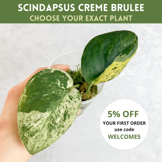 Scindapsus Pictus Creme Brulee | rare house plant, variegated, plant cuttings uk, rare houseplants, variegated plant, plant gift idea