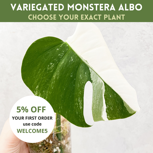 Variegated Monstera Albo | rare variegated Monstera Deliciosa cuttings, highly variegated Monstera Albo cuttingk