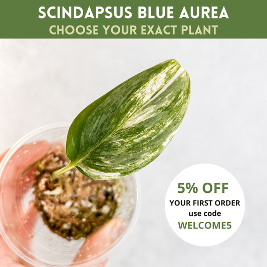 Scindapsus Hederaceus Blue Aurea | rare variegated houseplant, rooted cutting, high variegation house plants live, plant gift idea sloplants