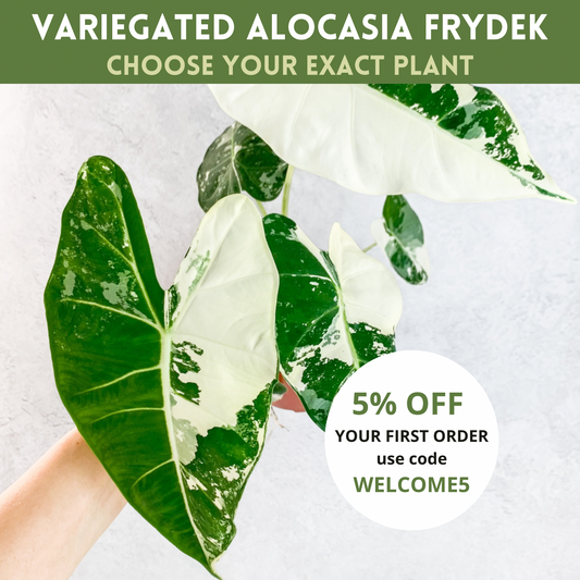 Variegated Alocasia Frydek