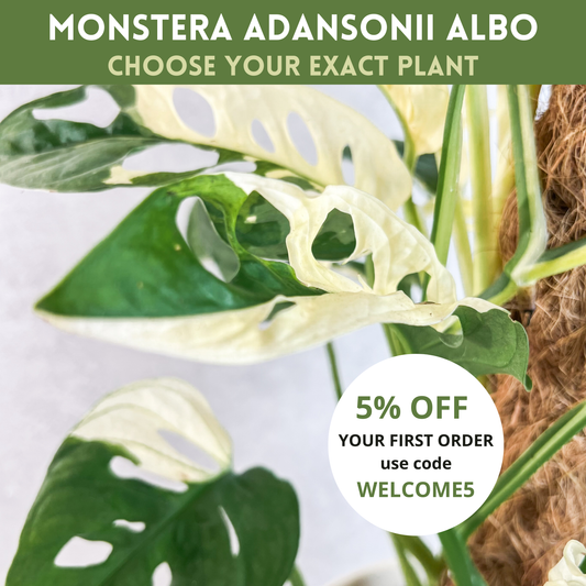 Monstera Adansonii Albo Variegata | rare variegated houseplant, rooted monstera albo cutting, high variegation house plants live, slo plants