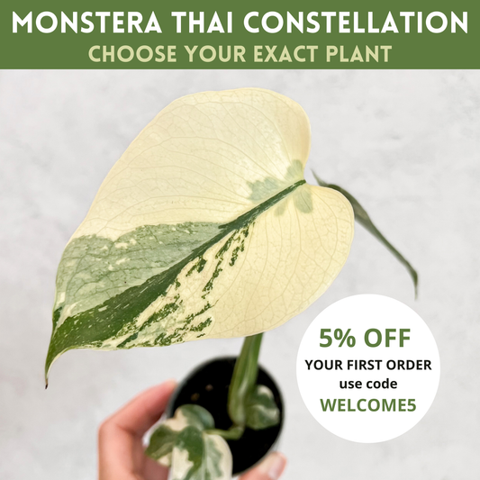 Monstera Thai Constellation | rare plants, house plants, plant cuttings, variegated plants, rare houseplants, sloplants, variegated monstera