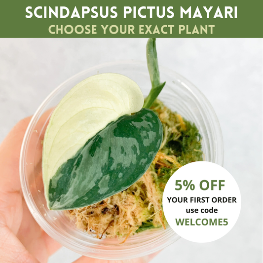 Scindapsus Pictus Mayari | rare house plant, variegated scindapsus, plant cuttings uk, scindapsus mayari, rare houseplants, variegated plant