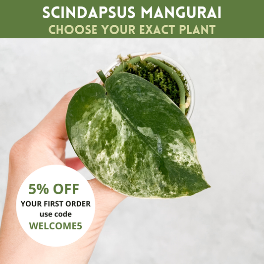 Scindapsus Exotica Mangurai | rare house plant, variegated scindapsus, plant cuttings uk, rare houseplants, plant gift idea