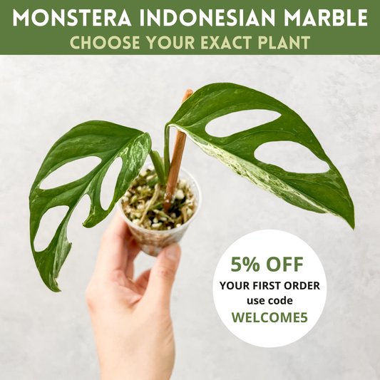 Monstera Adansonii Indonesian Marble Archipelago | rare houseplants, rare plants, variegated monstera, plant cuttings, variegated plants