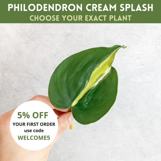 Philodendron Hederaceum Cream Splash | rare house plant cutting, rare variegated houseplant, plant cuttings uk, rare house plants uk