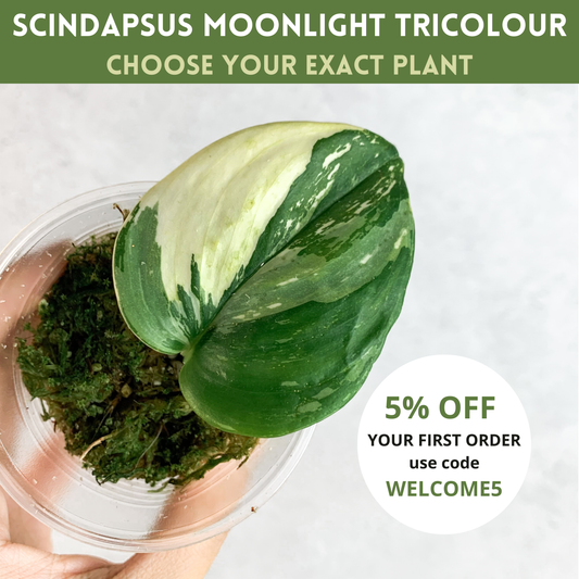 Scindapsus Treubii Moonlight Tricolour | rare house plant, variegated scindapsus, plant cuttings uk, rare houseplants, plant gift idea