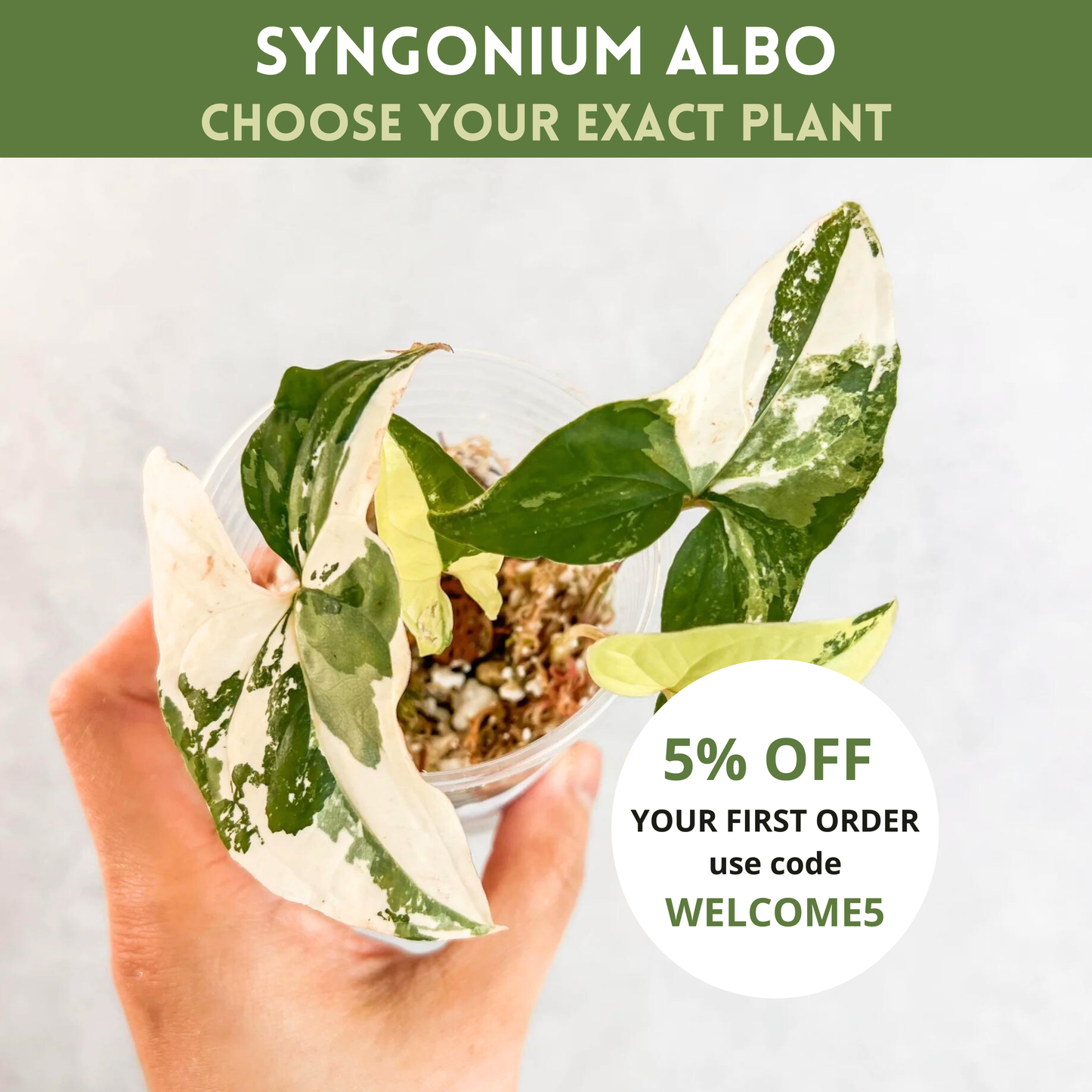 Syngonium Podophyllum Albo Variegata Cutting | rare syngonium albo, rare house plant, rare variegated plant, variegated syngonium rare aroid