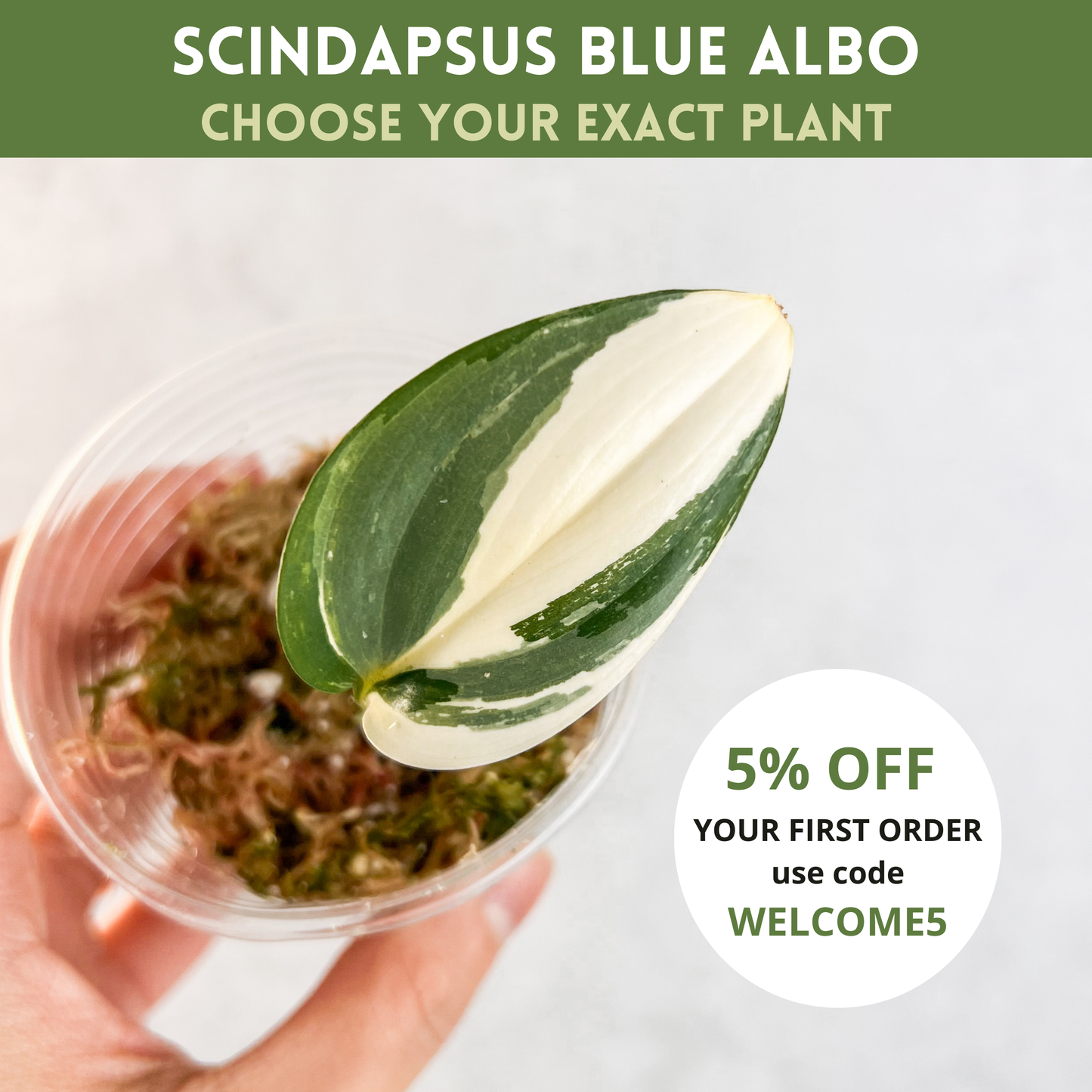 Scindapsus Hederaceus Blue Albo | rare house plant, variegated scindapsus, plant cuttings uk, rare houseplants, plant gift idea, blue albo