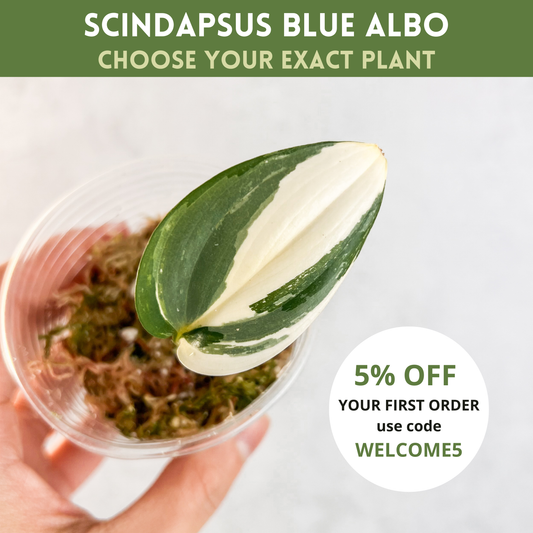 Scindapsus Hederaceus Blue Albo | rare house plant, variegated scindapsus, plant cuttings uk, rare houseplants, plant gift idea, blue albo