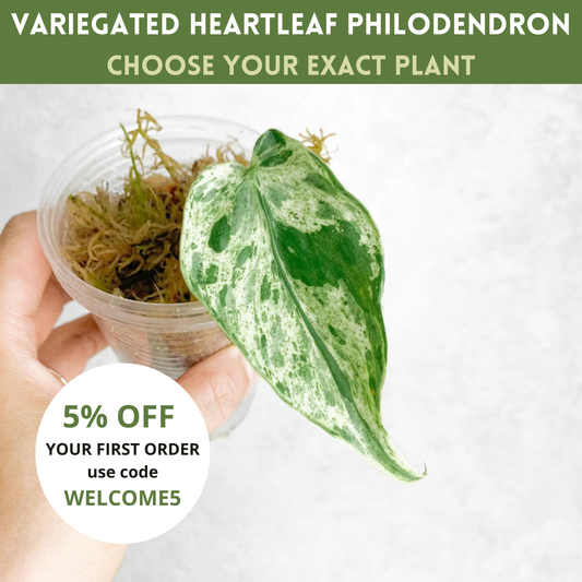 Variegated Hederaceum Heart Leaf Philodendron | rare plants, variegated plants, plant cuttings, rare houseplants, variegated hederaceum