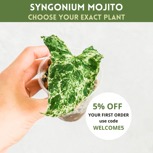 Syngonium Podophyllum Mottled Mojito | rare houseplant, rare syngonium, variegated houseplant, variegated syngonium, rare variegated plant