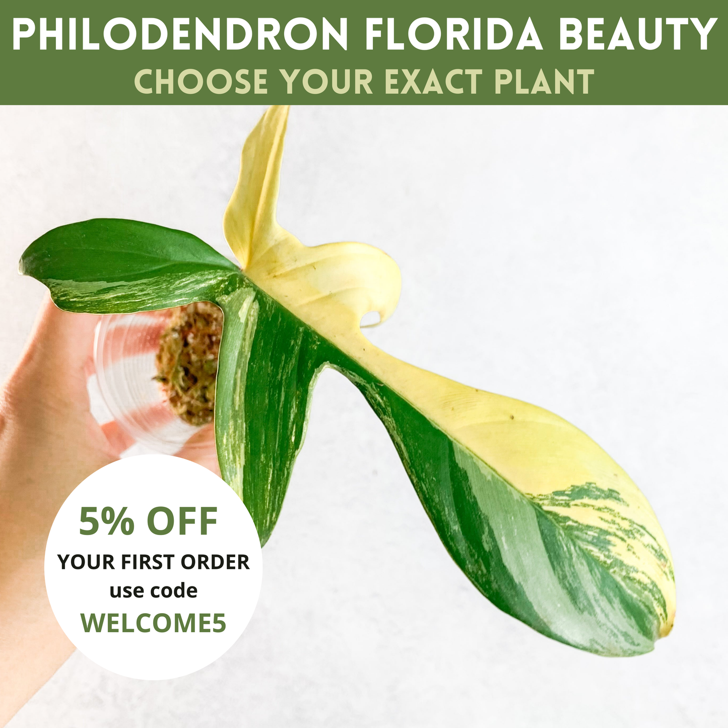 Philodendron Florida Beauty | rare house plants, rare aroid plant cuttings, rare plant cuttings uk, variegated plant cuttings uk, sloplants