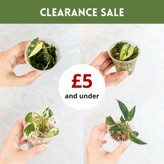 CLEARANCE SALE | 5 and under, budget plants, house plants on sale, houseplants on sale, beginner plants variegated, sloplants, slo plants