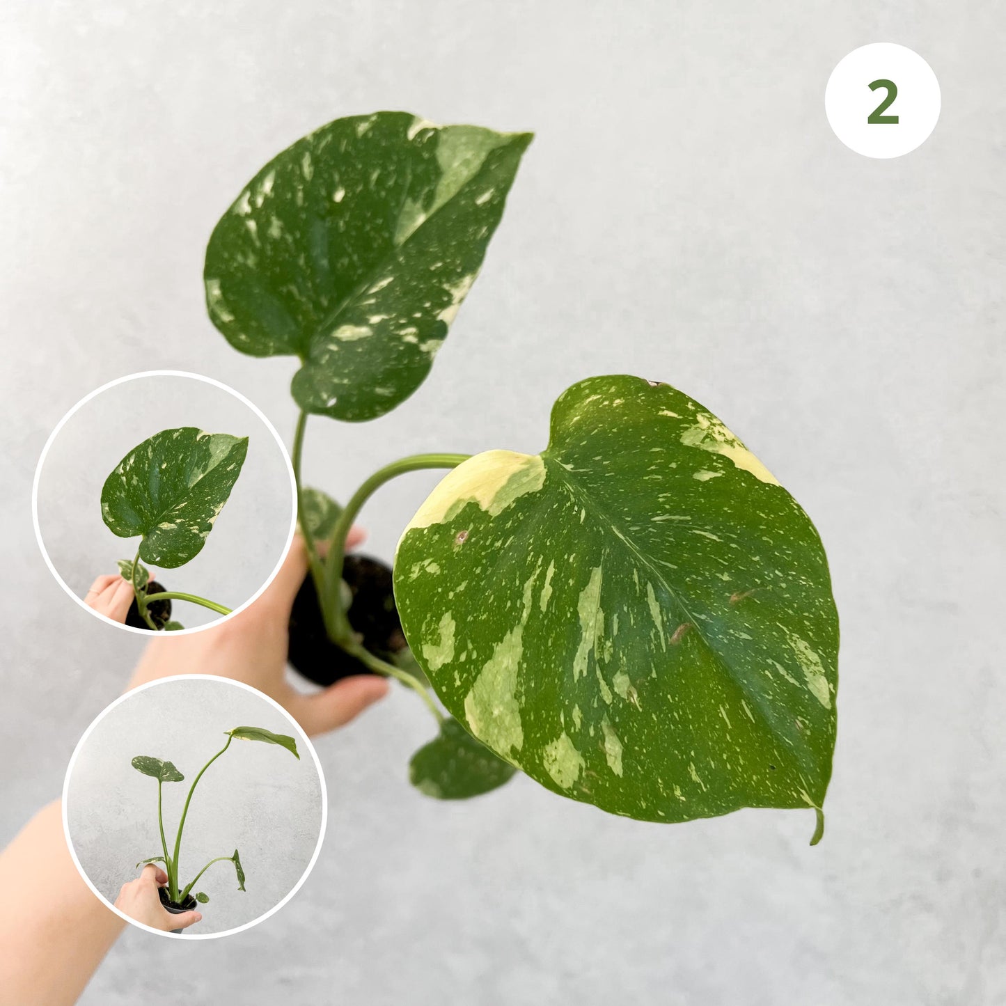 Monstera Thai Constellation | rare plants, house plants, plant cuttings, variegated plants, rare houseplants, sloplants, variegated monstera