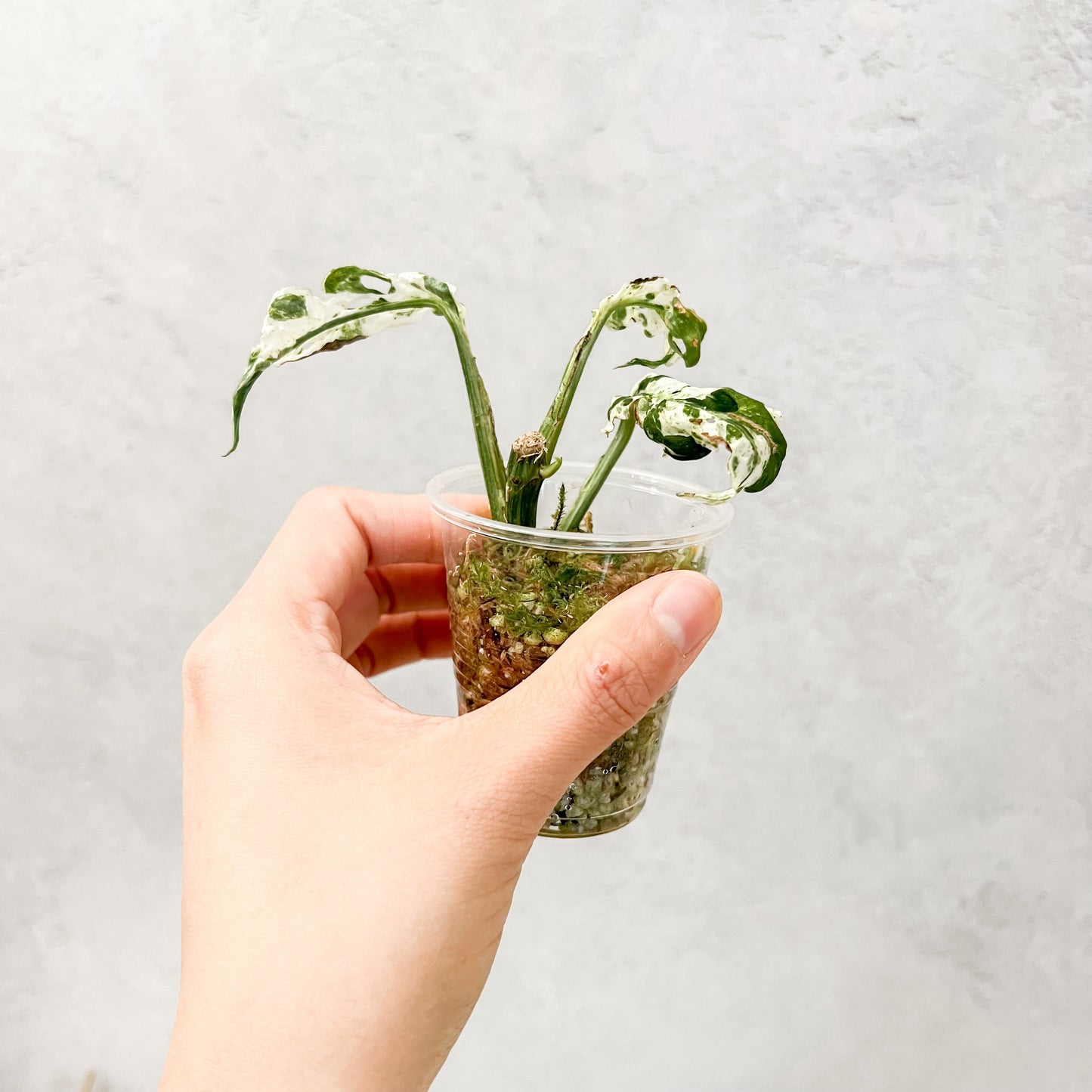 Monstera Adansonii Frozen Freckles | rare variegated houseplant, rooted monstera cutting, high variegation house plants live, slo plants