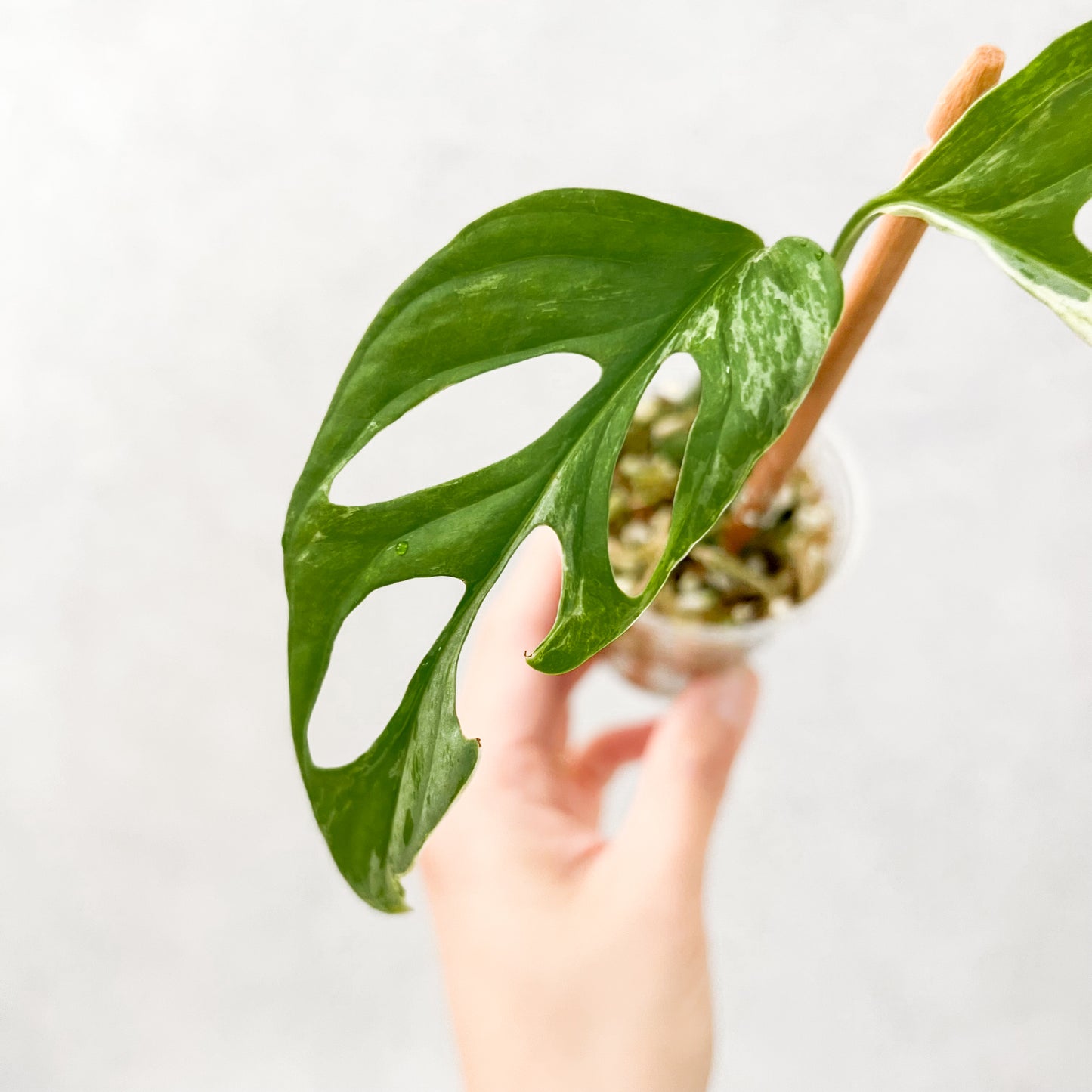 Monstera Adansonii Indonesian Marble Archipelago | rare houseplants, rare plants, variegated monstera, plant cuttings, variegated plants