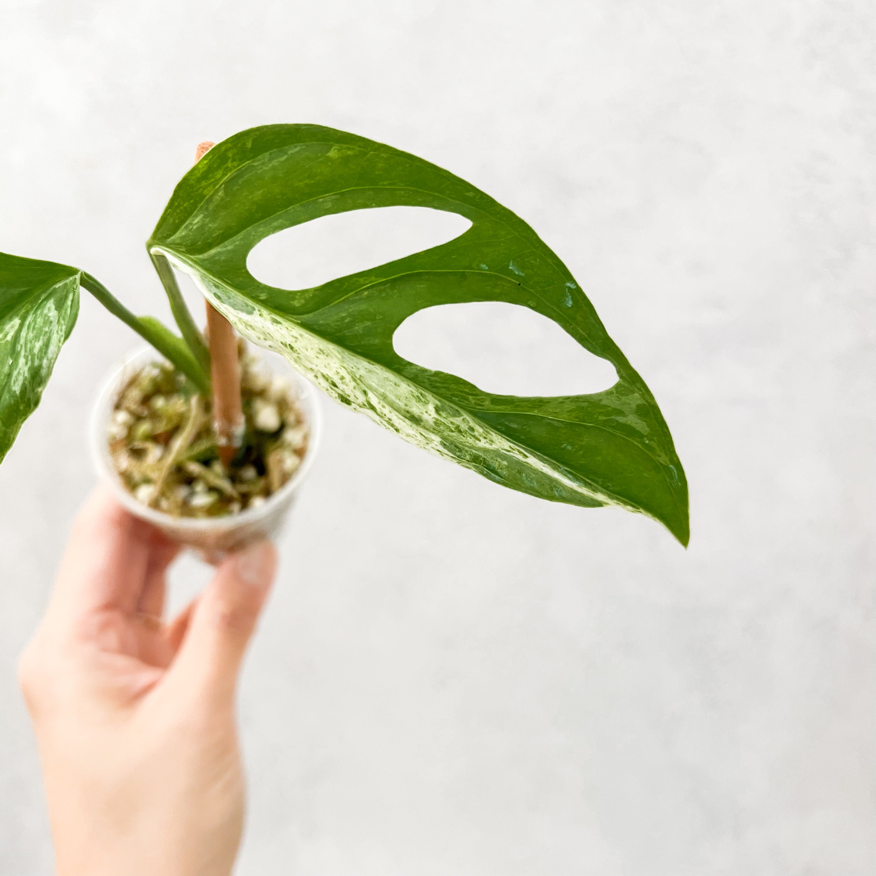 Monstera Adansonii Indonesian Marble Archipelago | rare houseplants, r –  Slo Plants