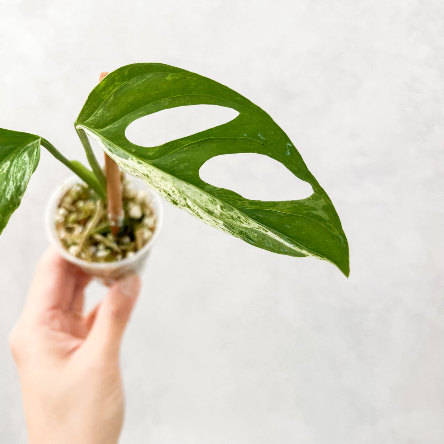 Monstera Adansonii Indonesian Marble Archipelago | rare houseplants, rare plants, variegated monstera, plant cuttings, variegated plants