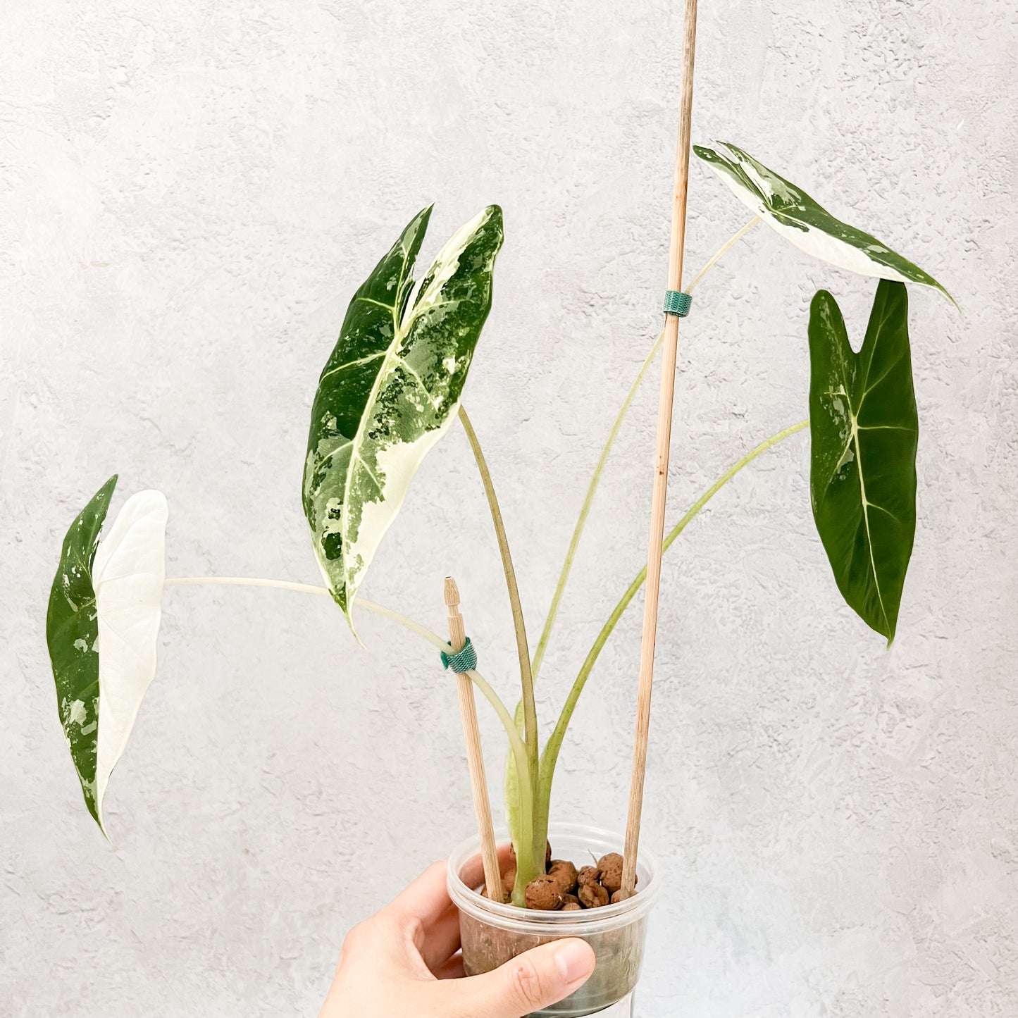 Variegated Alocasia Frydek