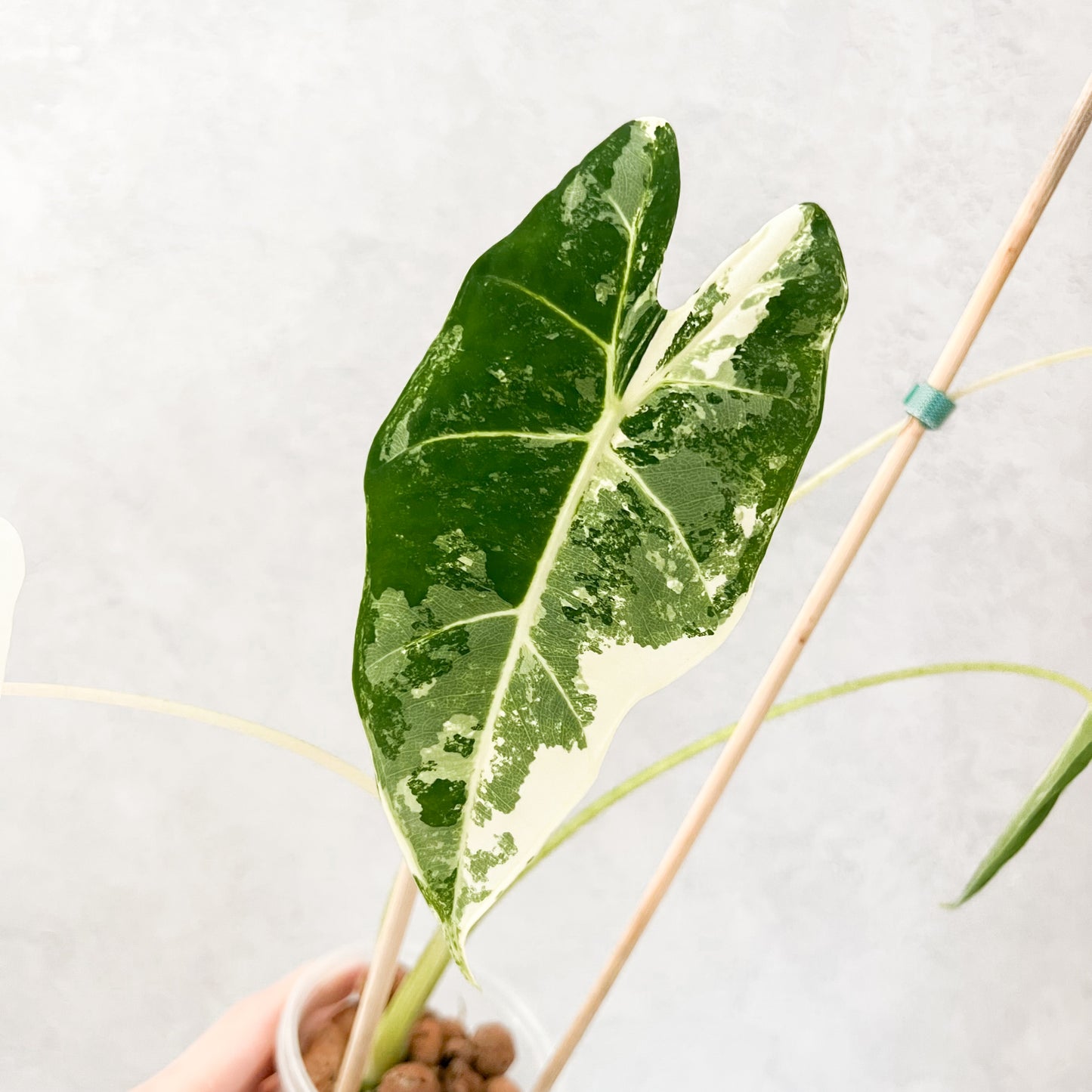 Variegated Alocasia Frydek