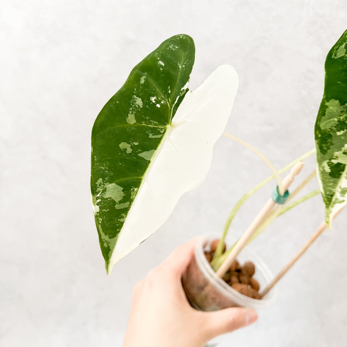 Variegated Alocasia Frydek