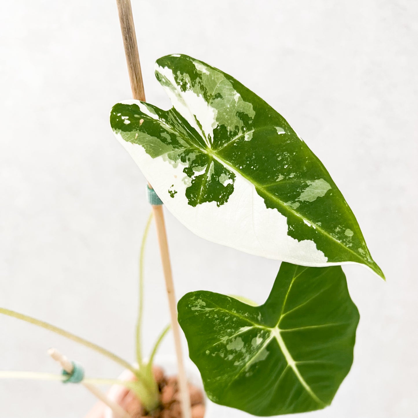 Variegated Alocasia Frydek