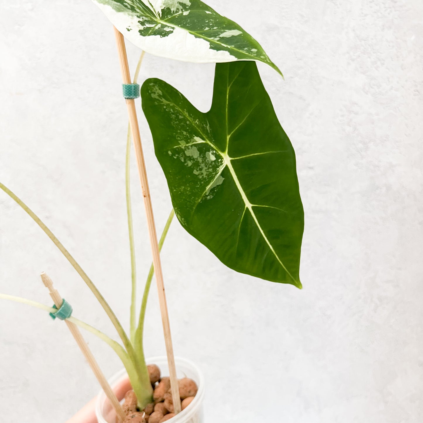 Variegated Alocasia Frydek