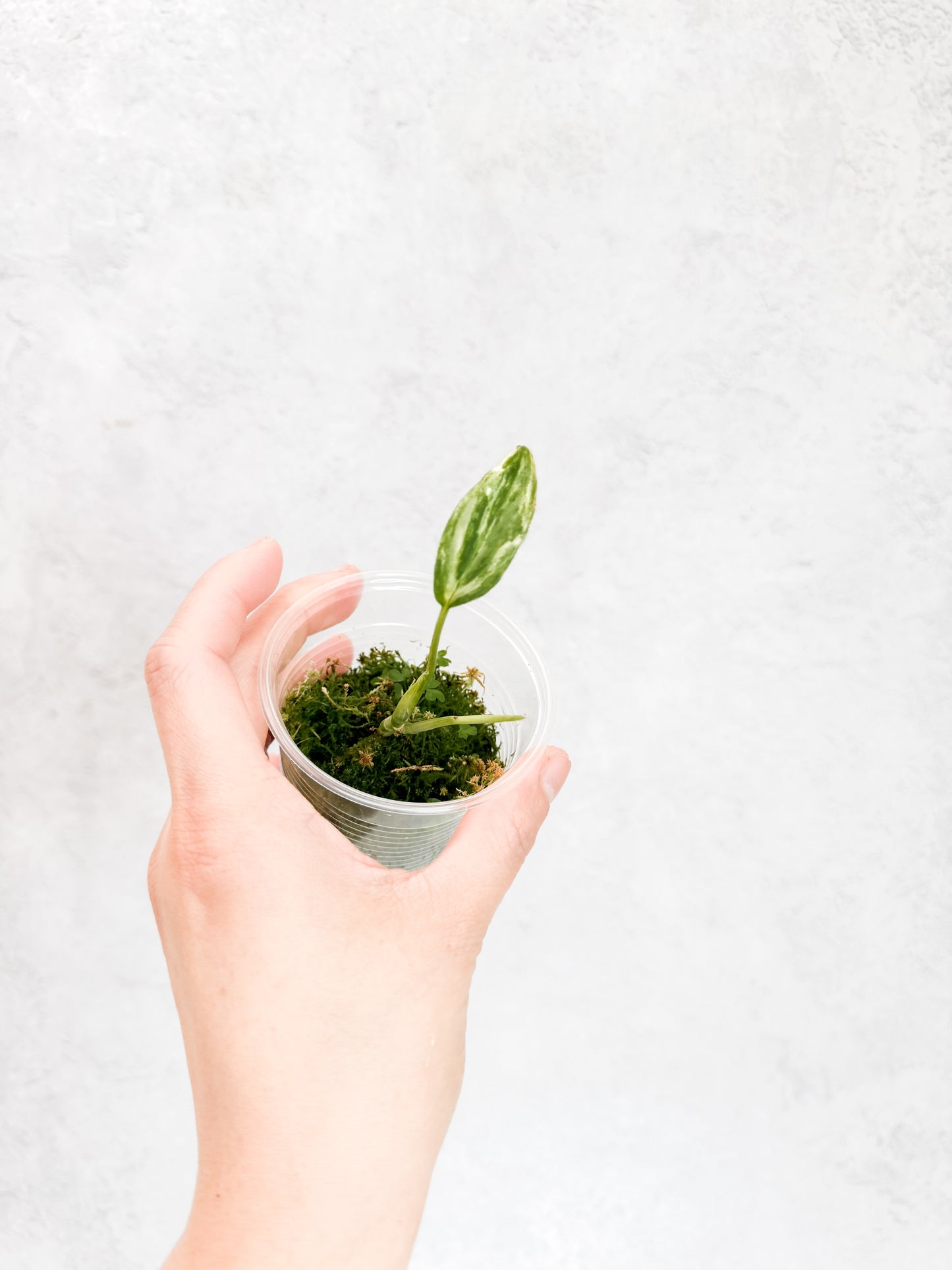 Scindapsus Hederaceus Blue Aurea | rare variegated houseplant, rooted cutting, high variegation house plants live, plant gift idea sloplants