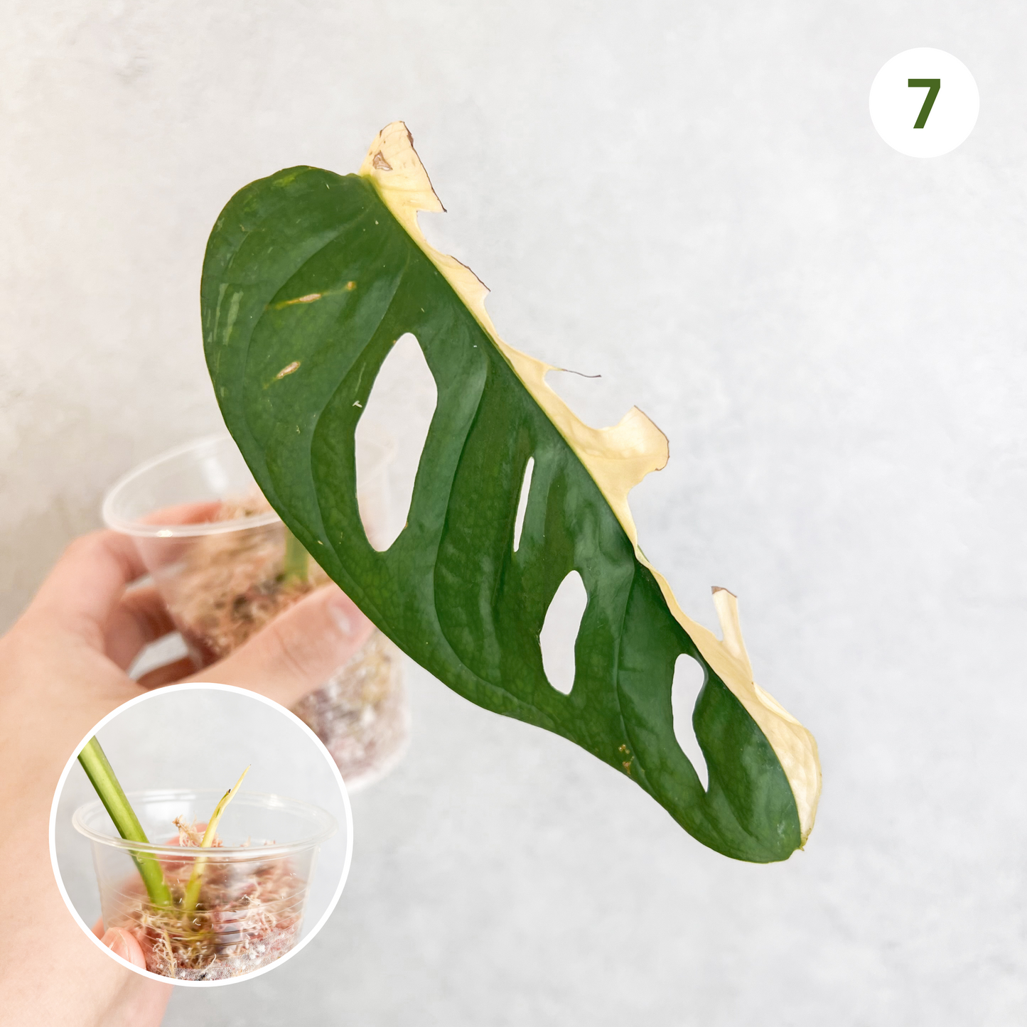 Monstera Adansonii Albo Variegata | rare variegated houseplant, rooted monstera albo cutting, high variegation house plants live, slo plants